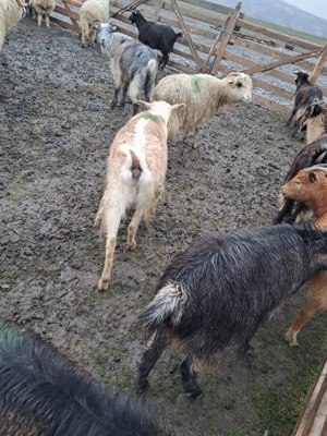 Vind capre carpatine - imagine 2