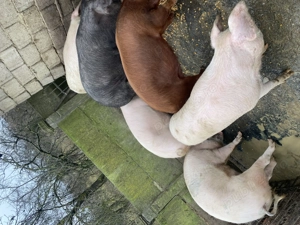 Porci de vânzare 100-150kg - imagine 4