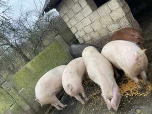 Porci de vânzare 100-150kg - imagine 5