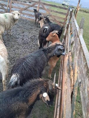 Vind capre carpatine - imagine 3