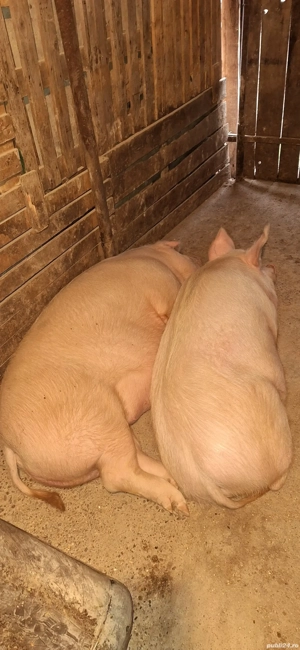 vand porci - imagine 2