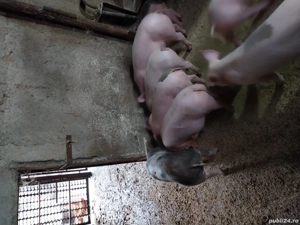 Purcei de vânzare  . - imagine 2