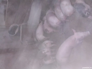 Purcei de vânzare  . - imagine 3