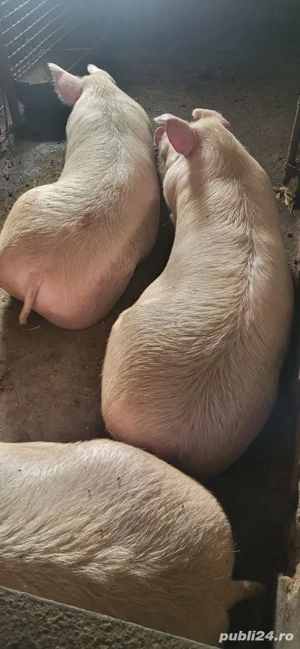 ptr vinzare  - imagine 4