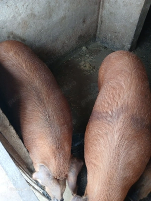 porci crescuți natural  - imagine 4