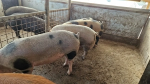 Disponibili  - imagine 4