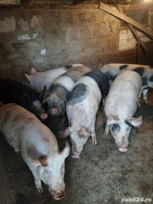 Vand porci de curte crescuti cu furaje proprii - imagine 3