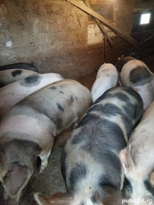 Vand porci de curte crescuti cu furaje proprii - imagine 4
