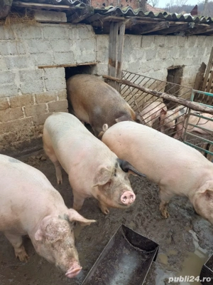 Vand porci de curte crescuti cu furaje proprii - imagine 5