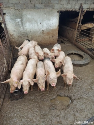 Vand porci de curte crescuti cu furaje proprii - imagine 2
