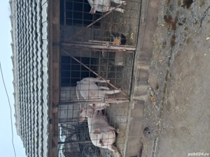 porci de vinzare - imagine 2