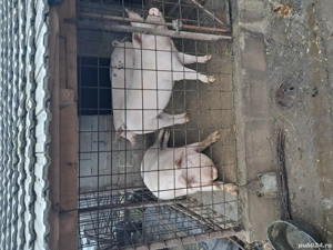 porci de vinzare