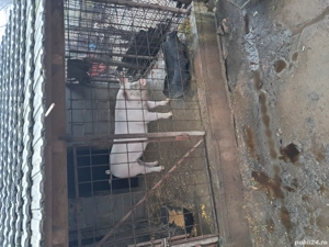 porci de vinzare - imagine 3