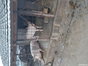 porci de vinzare - imagine 4