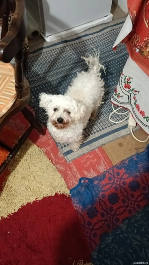 vând bichon - imagine 3