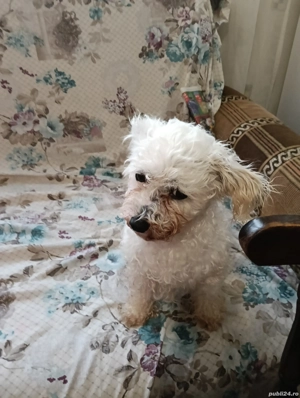 vând bichon - imagine 4