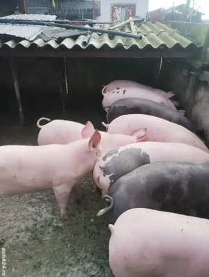  0sapte52858017_arvunesc porci craciun