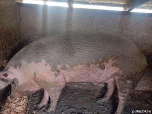 vand porc crescut cu bucate