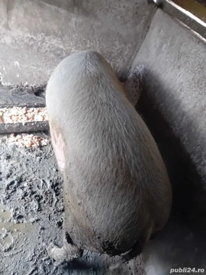 vand porc crescut cu bucate - imagine 2