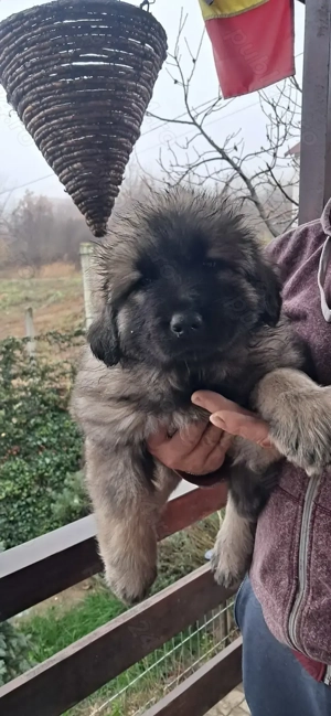 Ciobănesc caucazian 