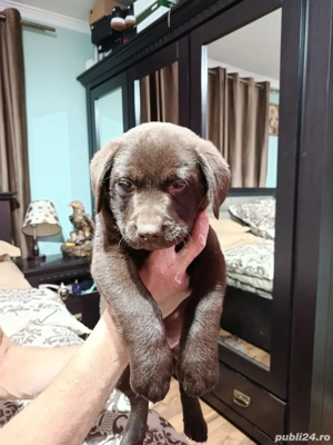 Labrador ciocolatiu caută căsuța  - imagine 5