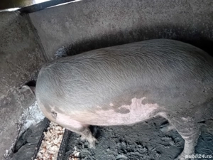 vand porc crescut cu bucate - imagine 3