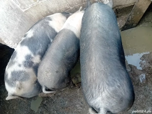 vand porcii crescuți cu bucate  - imagine 2