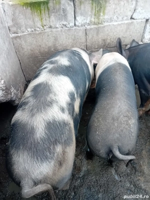 vand porcii crescuți cu bucate  - imagine 4