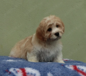  pui Cavapoo  deosebiti  - imagine 2