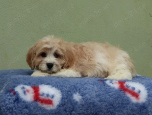  pui Cavapoo  deosebiti  - imagine 3