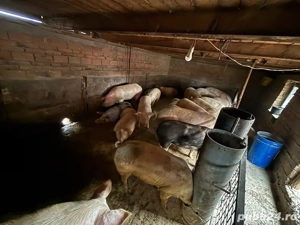 Vand 20 de porci. - imagine 2