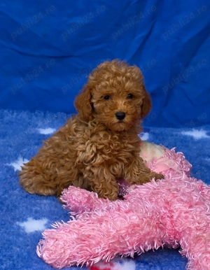 Pudel ( Canis ) toy rosu si apricot - imagine 2