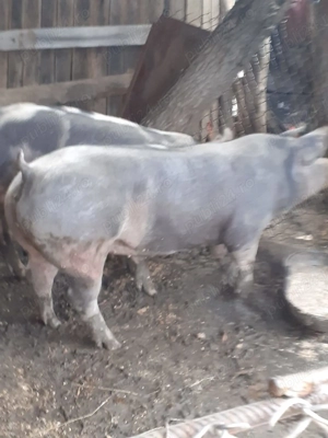 Grasuna Pietrain.. - imagine 2