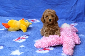 Pudel ( Canis ) toy rosu si apricot - imagine 3