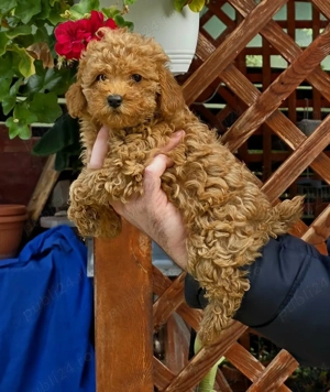 Pudel ( Canis ) toy rosu si apricot - imagine 4