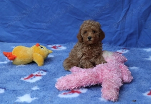 Pudel ( Canis ) toy rosu si apricot - imagine 6