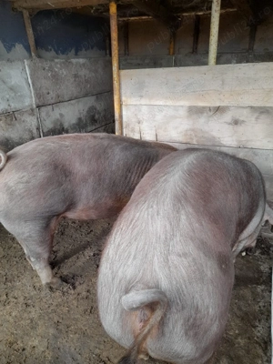 Vând porci  - imagine 4