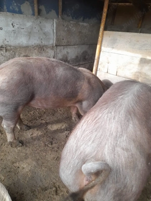 Vând porci  - imagine 3