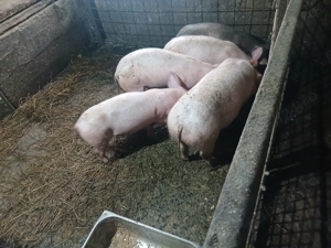 Vând purcei mai multe detalii  la nr de tel   - imagine 3