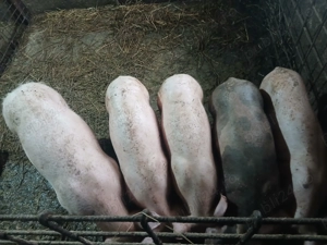 Vând purcei mai multe detalii  la nr de tel   - imagine 2