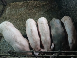 Vând purcei mai multe detalii  la nr de tel  