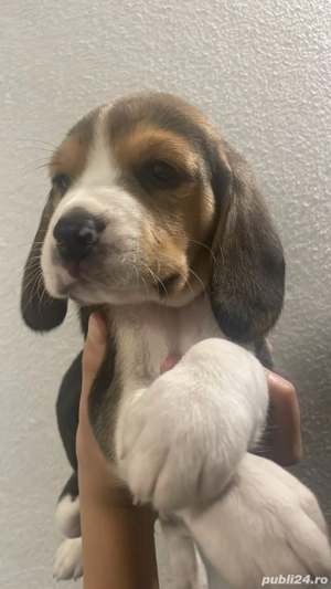 Beagle 8sapt