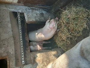 Vând porci de carne  - imagine 2