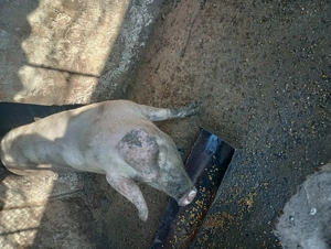 Vând porci de carne  - imagine 3