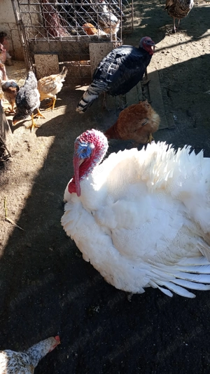 Vând curcan de carne 