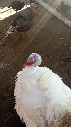 Vând curcan de carne  - imagine 2