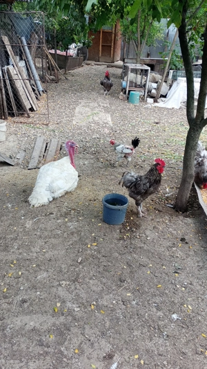 Vând curcan de carne  - imagine 3