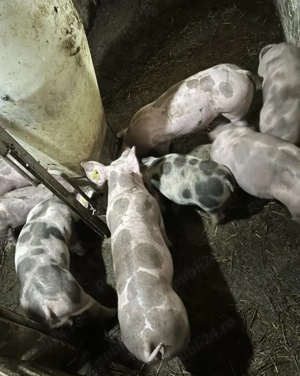 Vand 5 purcei pietrain rasa pura si 13 purcei landrace cu marele alb 12-14 săptămâni  - imagine 2