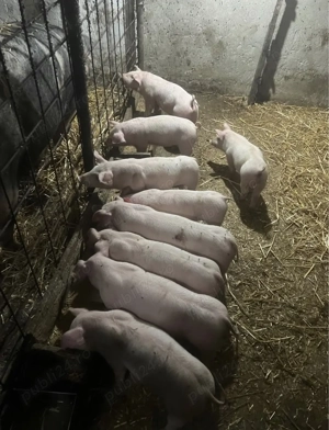 Vand 5 purcei pietrain rasa pura si 13 purcei landrace cu marele alb 12-14 săptămâni  - imagine 3