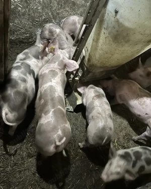 Vand 5 purcei pietrain rasa pura si 13 purcei landrace cu marele alb 12-14 săptămâni 